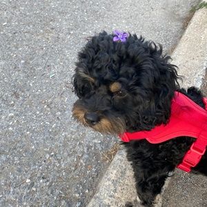 Meet your Posher, Kerri